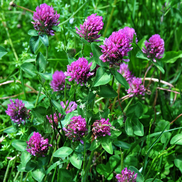 RED CLOVER